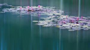 荗