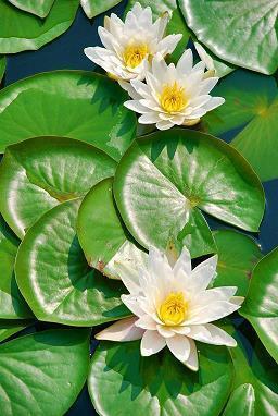 菜瓜