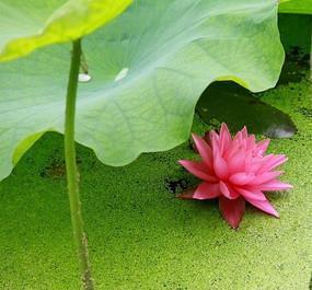石塘