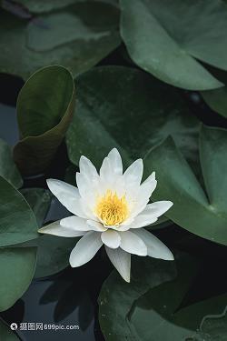顺人