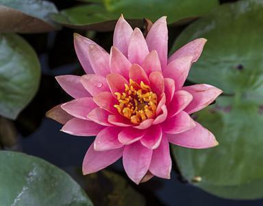 香积