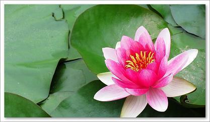 最新2021牛年元旦贺词祝福语