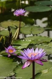 蒃