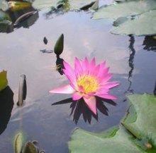 鳄浪