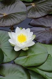 幼儿园开学典礼园长妈妈祝福语(精选52条)