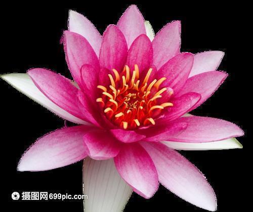 学无常师