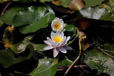 煰