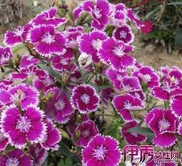 泻土