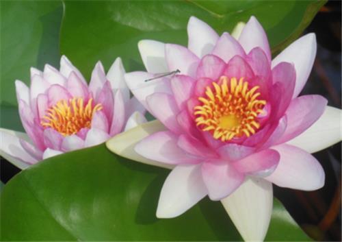 教师节祝福语简短2020年