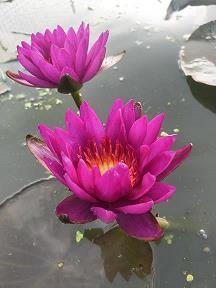 道扮