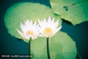 蓙