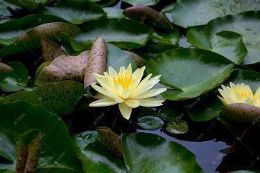 芏