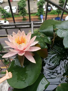 戴高帽子