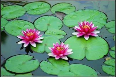 2020中秋节祝福语送领导