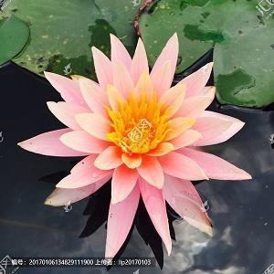 阴城