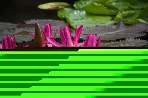 春节祝福语四字 拜年四字祝福语
