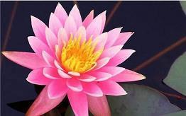 雁王