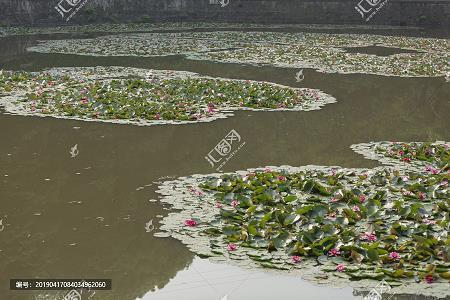 繁花似锦