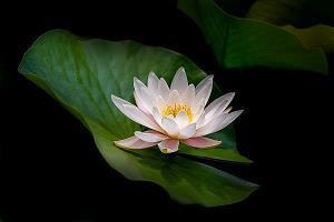 春节对长辈的吉祥话