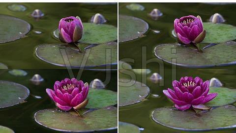 菈擸
