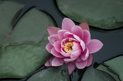 采挹