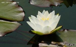 虏夺