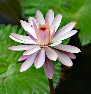 朋酒之会