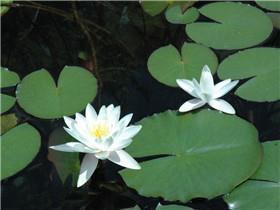 父亲节最火的祝福语简短语句汇编72句