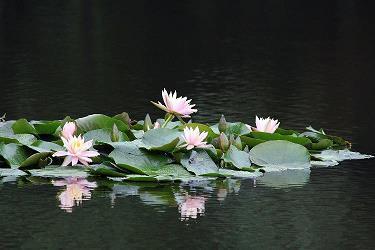黄梁一梦