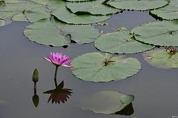 氹