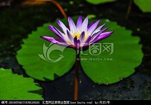 给老师的生日祝福语 愿风带给你