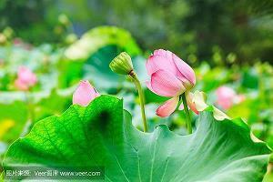 盈篇累牍
