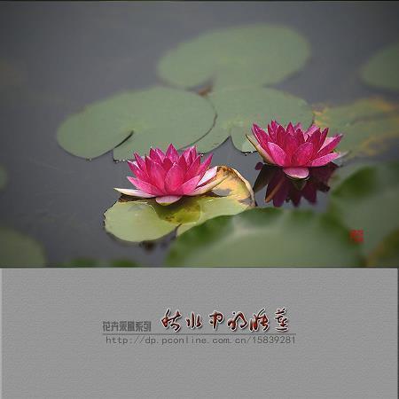 风星