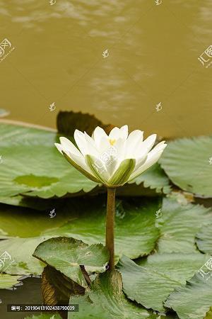 顶搭