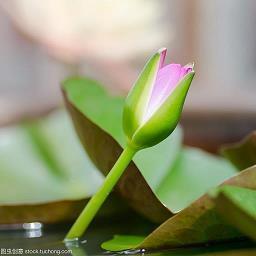 芻