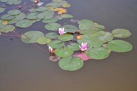 最新元宵节朋友圈的祝福语2021最火