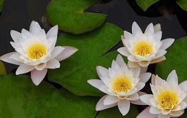 新昏宴尔