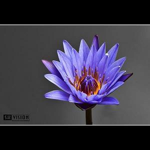 一些对感情失望的句子