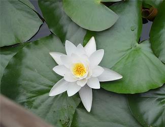 麓林