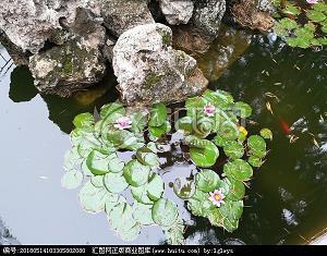 鰖
