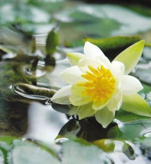 教师节感恩老师祝福语短信