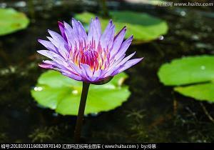 手无缚鸡之力