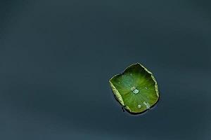 榱