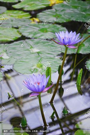 碐