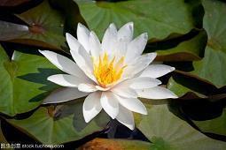 简短的中秋佳节祝福语通用(精选51条)