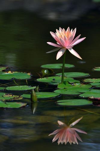 重阳节经典祝福文案句子(精选75条)