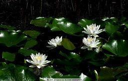 母亲节祝福语给婆婆的精选77句