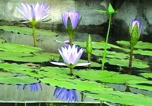 柳莺花燕