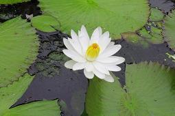 抗洪战士建军节说说朋友圈文案句子精选大全(精选97条)