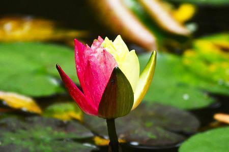 问候首长的短信